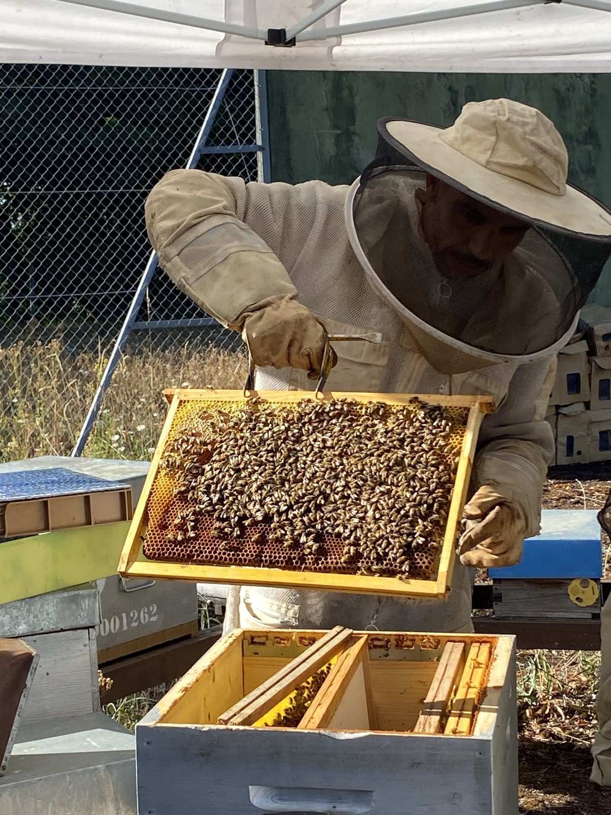 Découverte de l’apiculture : un cadre de ruche entre les mains
