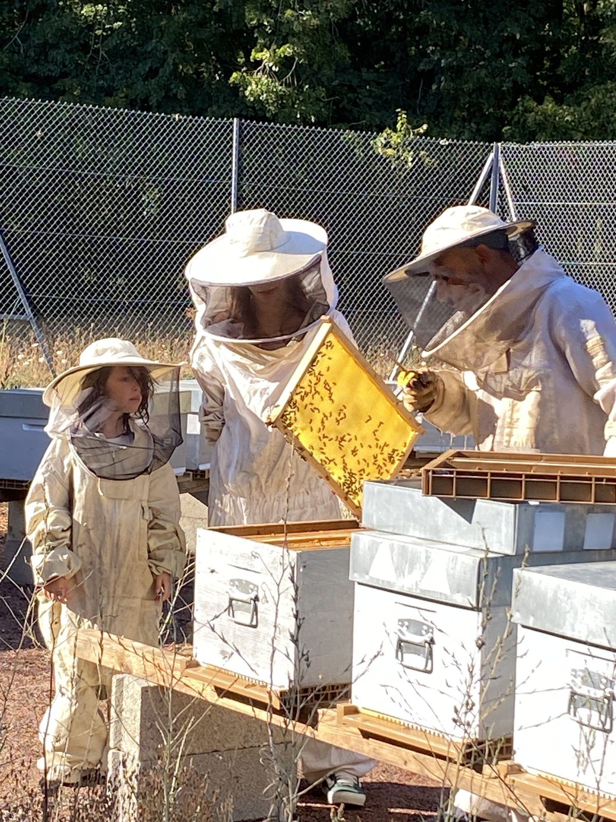 Les ruches, une séance de découverte de l’apiculture
