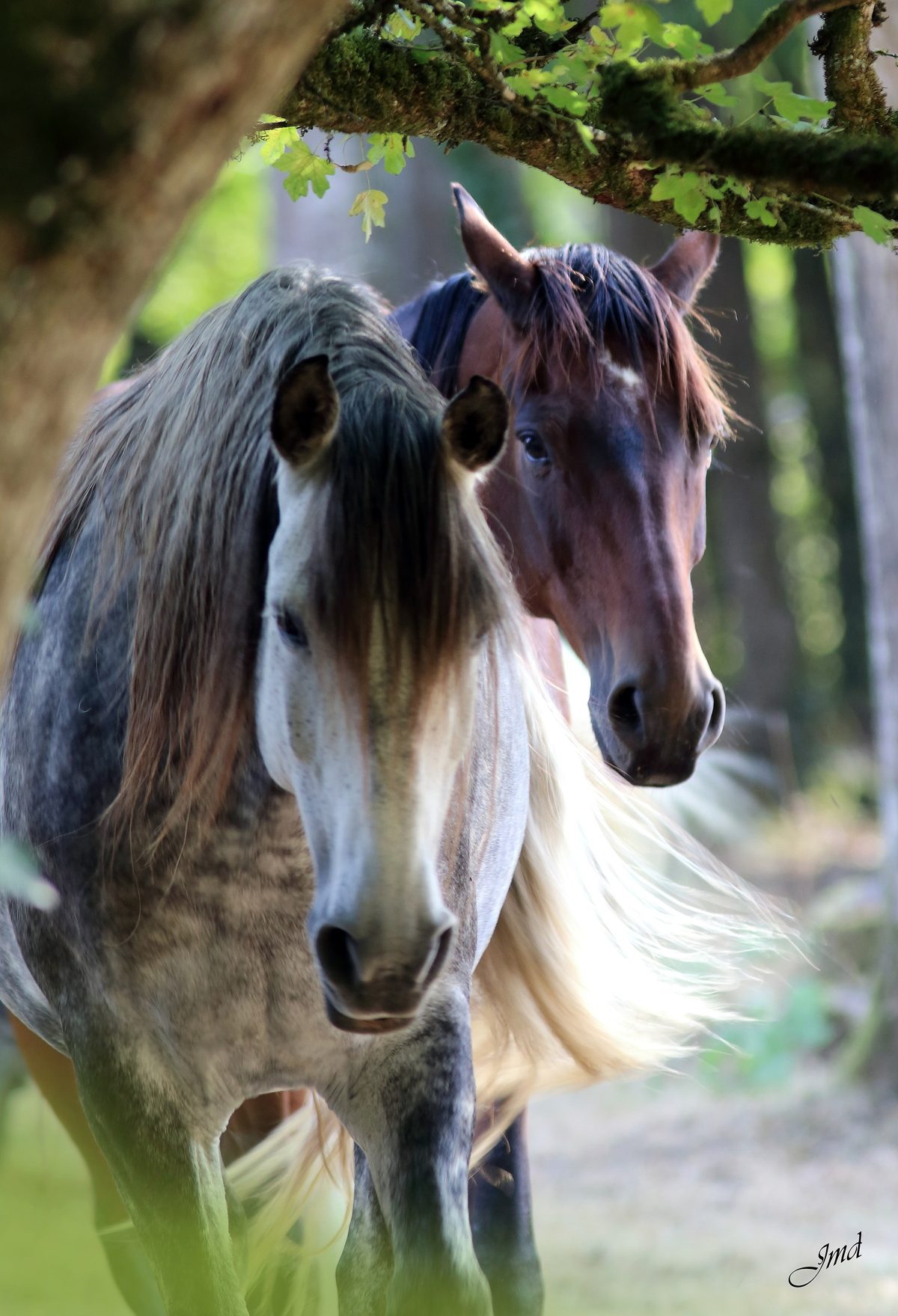 Un des chevaux de la maison