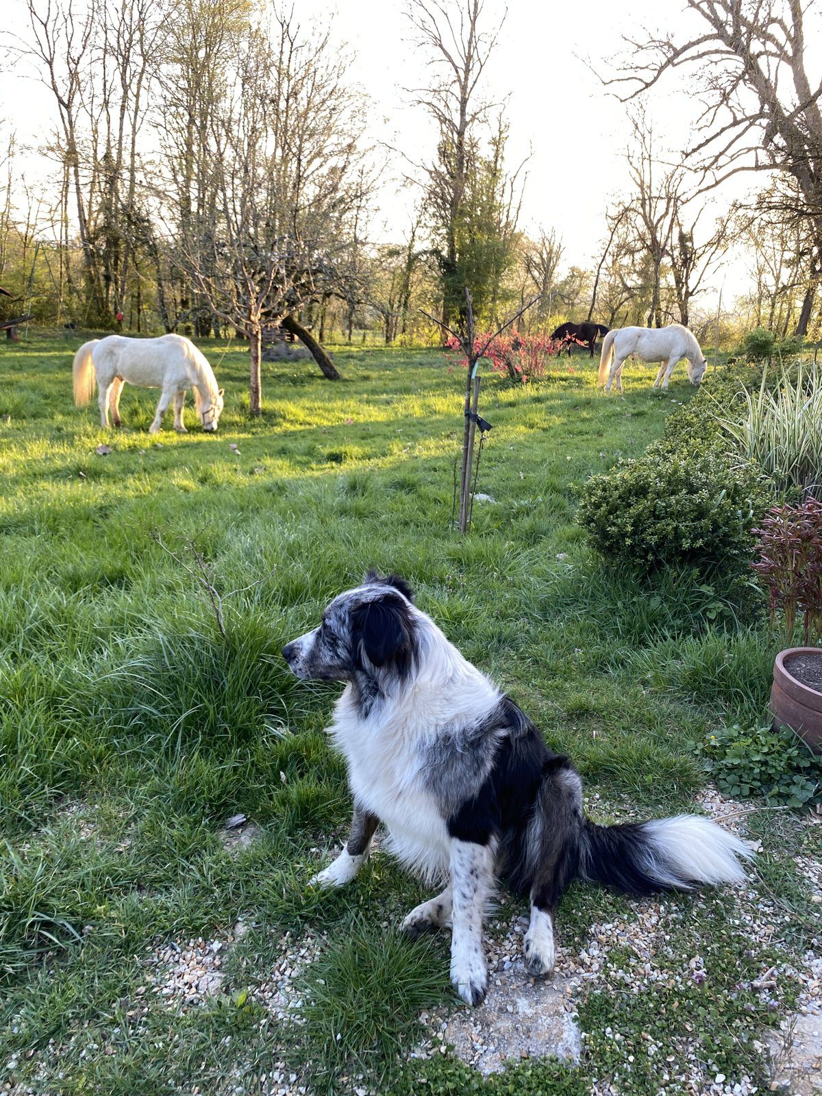 Le chien de la maison, les chevaux dans le pré derrière
