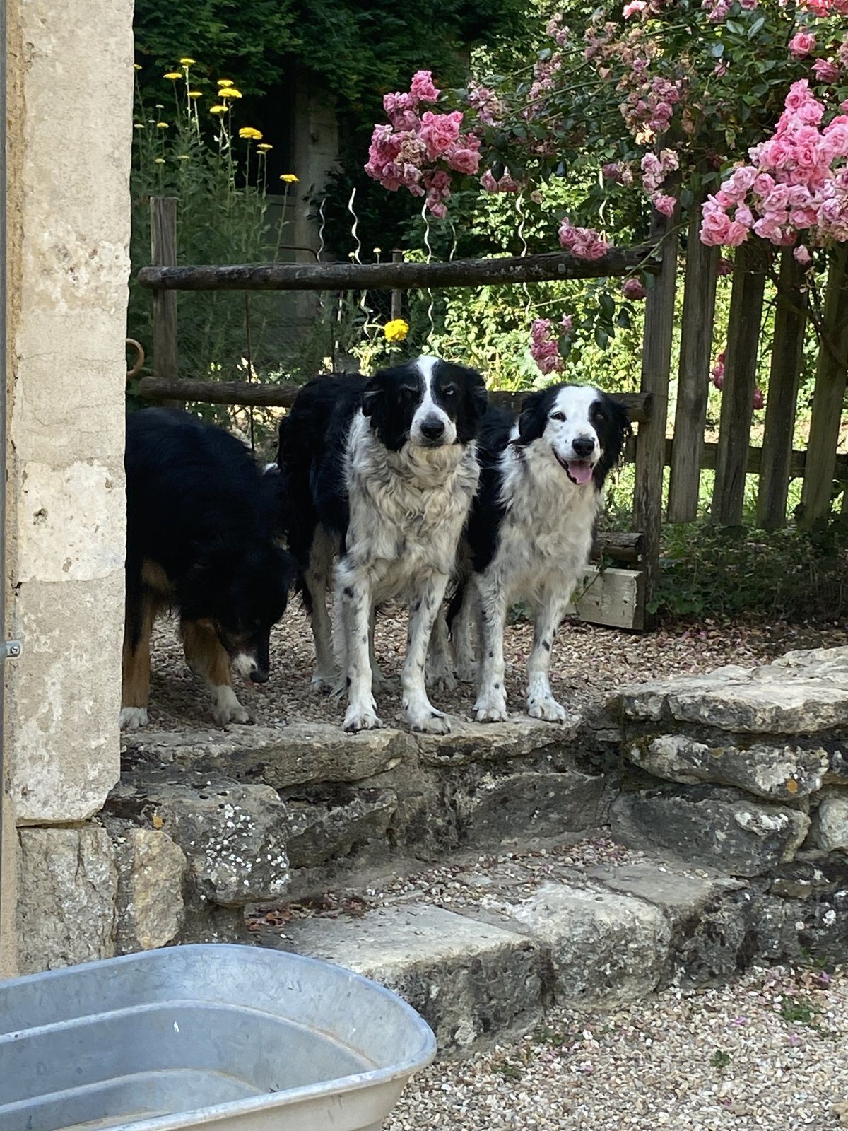 Les deux chiens de la maison devant les rosiers