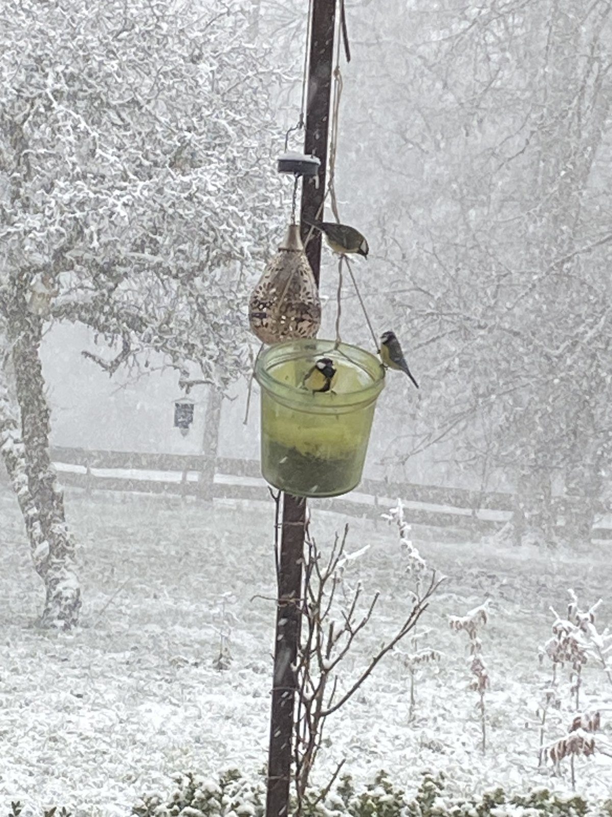 Une mésange à la mangeoire, sous la neige