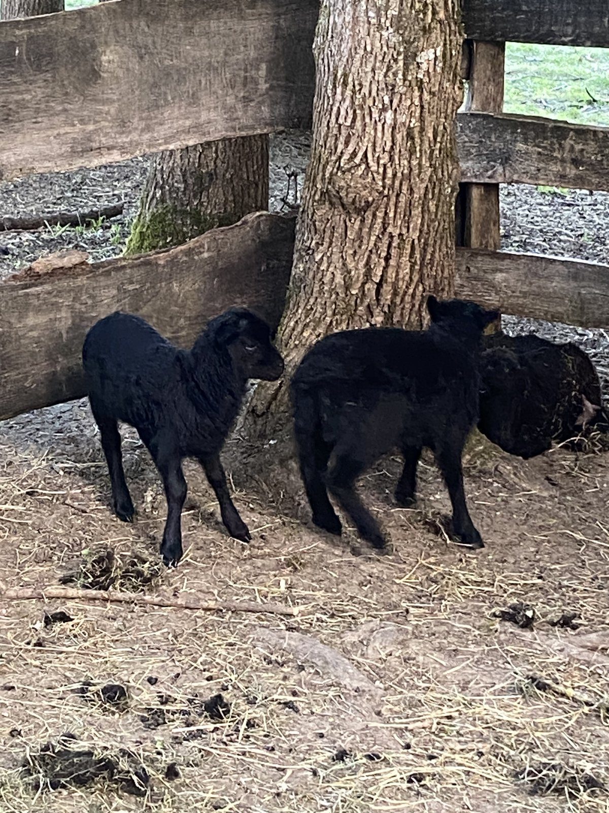 Les moutons noirs de la maison