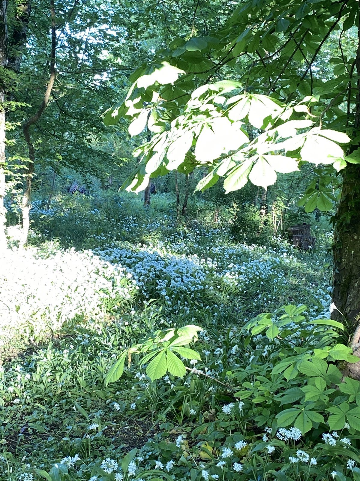 Le sous-bois au printemps