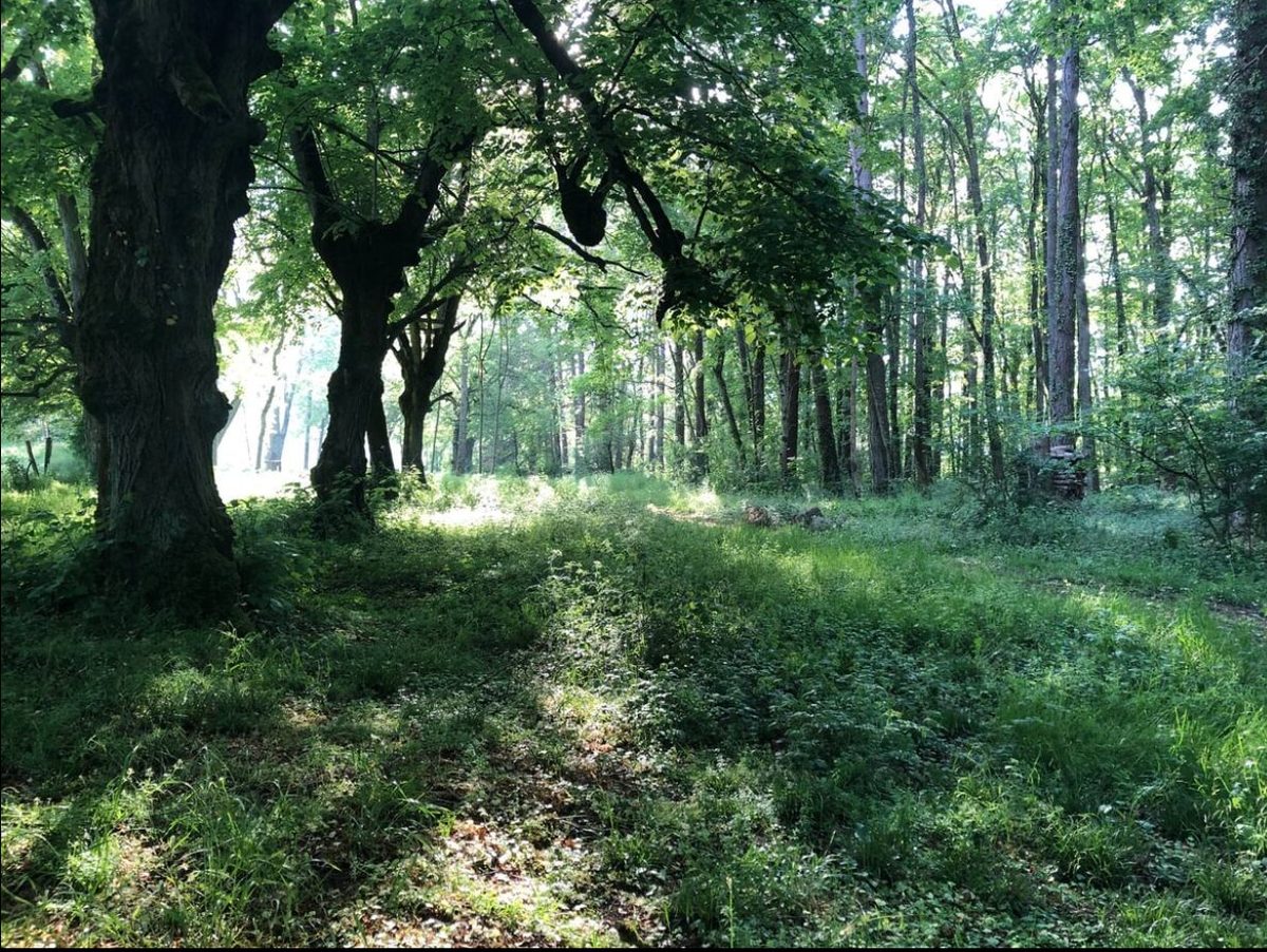 Le sous-bois du parc